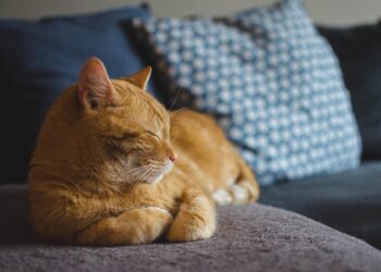 Essential Tips for Maintaining Optimal Cat Health