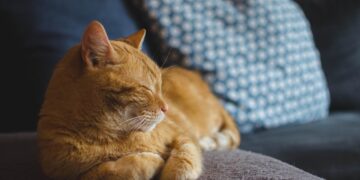 Essential Tips for Maintaining Optimal Cat Health