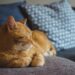 Essential Tips for Maintaining Optimal Cat Health
