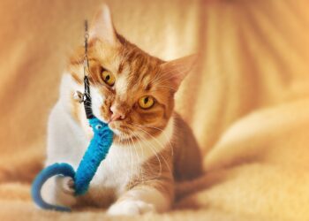 Choosing the Best Teething Toys for Your Kitten