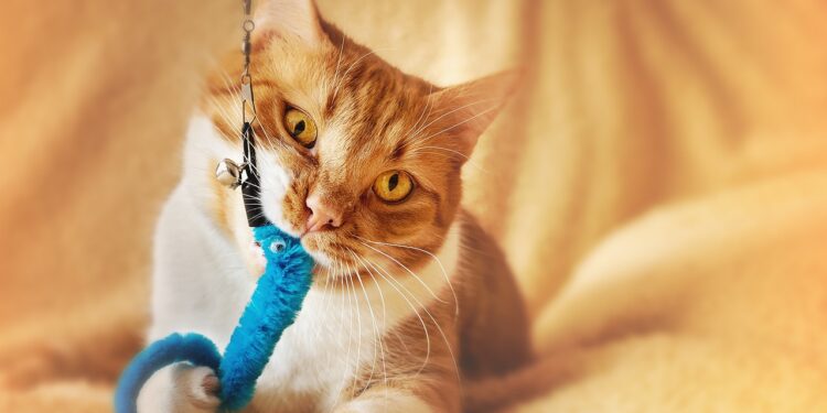 Choosing the Best Teething Toys for Your Kitten