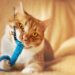 Choosing the Best Teething Toys for Your Kitten