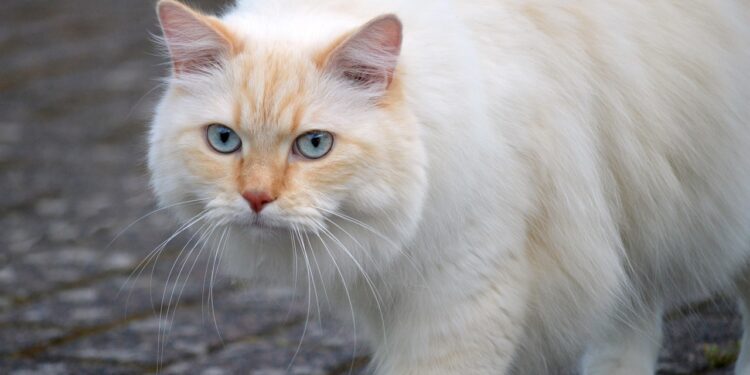 Exploring Holistic Approaches to Cat Wellness