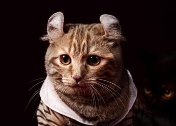 Purrfection in Design: Crafting Luxury for Cats