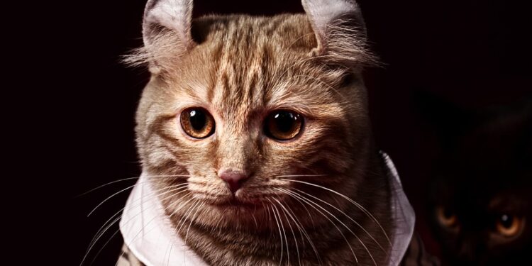 Purrfection in Design: Crafting Luxury for Cats