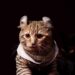 Purrfection in Design: Crafting Luxury for Cats