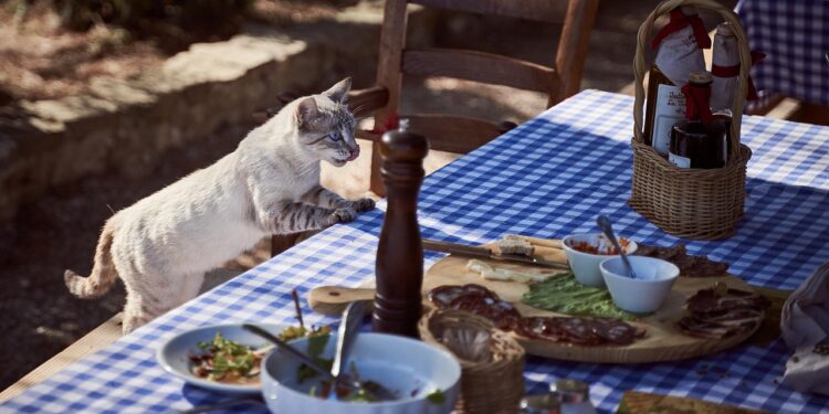 Safe Snacks and Toxic Treats: What Cats Can and Cannot Eat