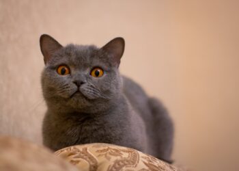 Popular Medium-Sized Short-Haired Cat Breeds