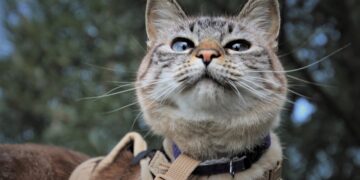 Exploring the Pros and Cons of Retractable Leashes for Cats