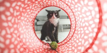 Unveiling the Charm of Plush Cat Toys