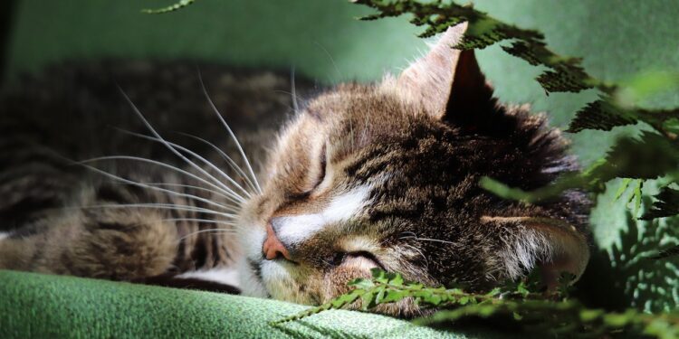 The Best Non-Shedding Cats for Apartment Dwellers