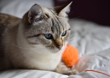 Unleashing Fun: The Best Cat Ball Toys for Playful Kitties