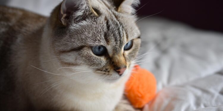 Unleashing Fun: The Best Cat Ball Toys for Playful Kitties