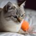 Unleashing Fun: The Best Cat Ball Toys for Playful Kitties