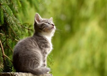 Top Hypoallergenic Cats for Easy Training