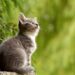 Top Hypoallergenic Cats for Easy Training
