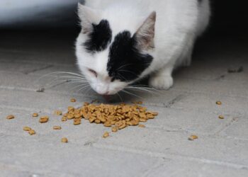 Exploring Human Foods Safe for Cats: Tuna