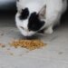 Exploring Human Foods Safe for Cats: Tuna