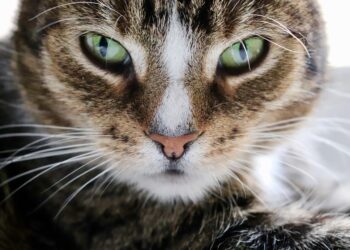 Calming Your Cat During Fireworks: Essential Tips for a Stress-Free Experience