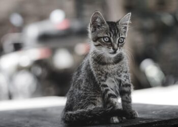 Perfect Pals: Small Hypoallergenic Cats That Are Easy to Train