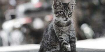 Perfect Pals: Small Hypoallergenic Cats That Are Easy to Train