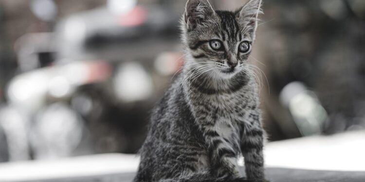 Perfect Pals: Small Hypoallergenic Cats That Are Easy to Train