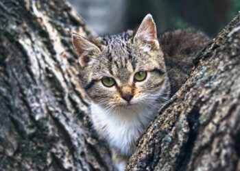 Top Picks for Medium-Sized Cats Perfect for Apartment Living