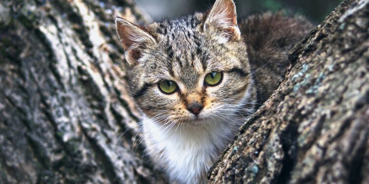 Top Picks for Medium-Sized Cats Perfect for Apartment Living