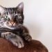 Understanding Feline Nutrition: What Your Cat Really Needs