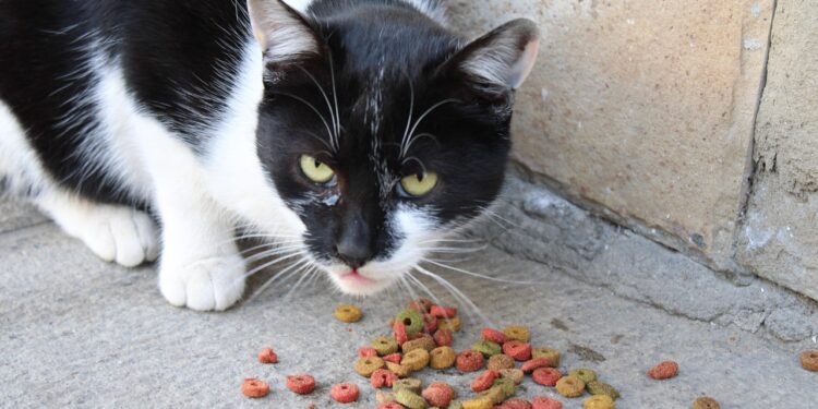 Top Choices for Best Cat Food for Small Breed Kittens