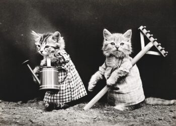 Feline Opulence: The Rise of High-End Cat Products