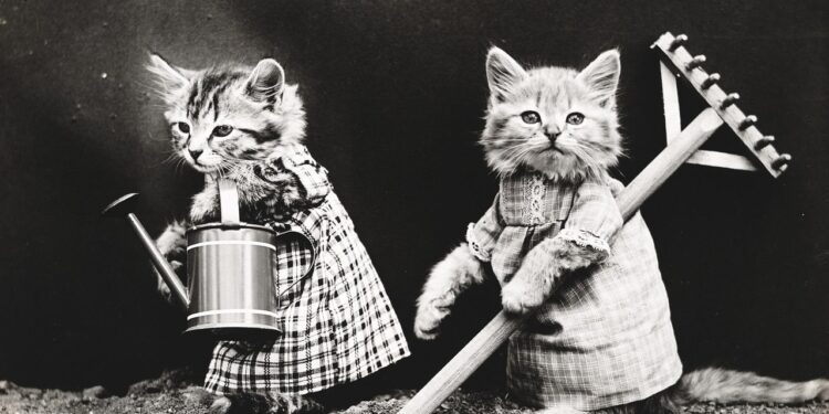 Feline Opulence: The Rise of High-End Cat Products