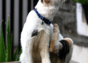 Exploring the Outdoors: Unveiling the Charm of Cat Bike Leashes