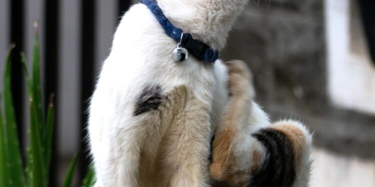 Exploring the Outdoors: Unveiling the Charm of Cat Bike Leashes