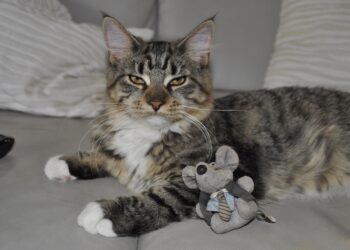 Splashy Adventures: The Best Water Toys for Cats