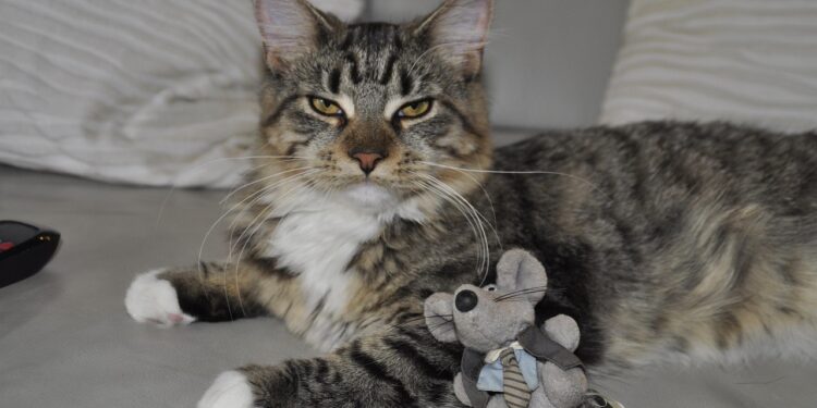 Splashy Adventures: The Best Water Toys for Cats