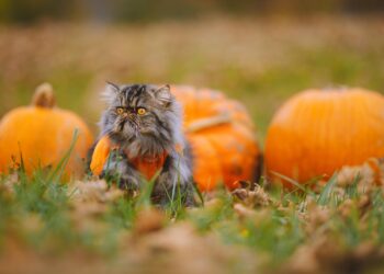 Whisker Couture: Dressing Up Your Cat in Style