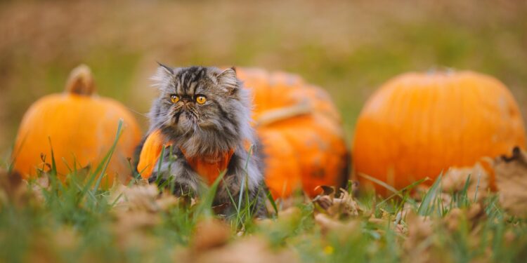 Whisker Couture: Dressing Up Your Cat in Style