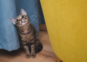 Ideal Apartment Cats for a Fur-Free Home: Discover the Best Low-Shedding Breeds