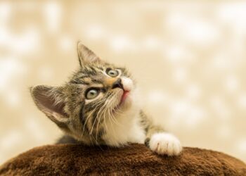 Exploring the World of Small Hypoallergenic Cats