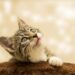 Exploring the World of Small Hypoallergenic Cats