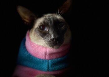 Fashion on Four Legs: Exploring Trendy Dress Options for Pets