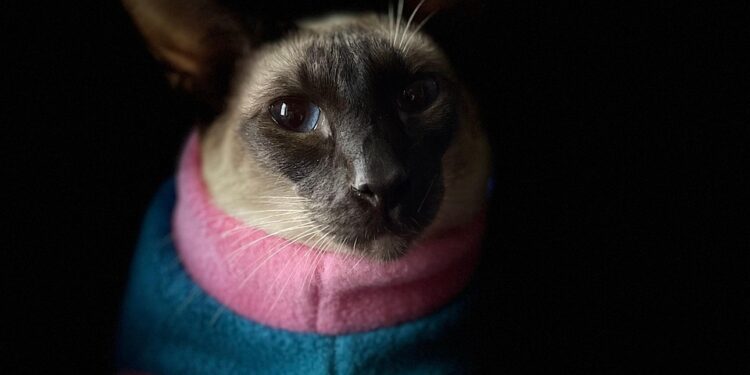 Fashion on Four Legs: Exploring Trendy Dress Options for Pets