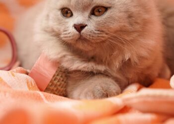 Optimal Nutrition for Feline Health