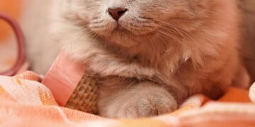 Optimal Nutrition for Feline Health