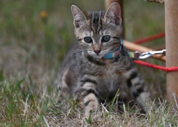 Exploring Feline Freedom: The Benefits of Walking Your Cat with a Leash