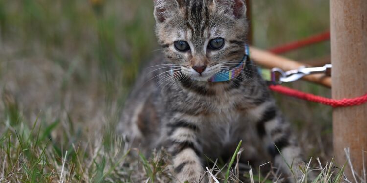 Exploring Feline Freedom: The Benefits of Walking Your Cat with a Leash