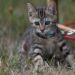 Exploring Feline Freedom: The Benefits of Walking Your Cat with a Leash