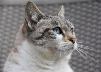 Understanding Cat Behavior: Common Problems