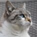 Understanding Cat Behavior: Common Problems